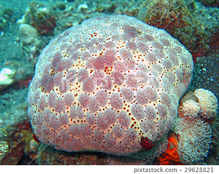coral reef alive with marine life shoals of fish coral reef alive with marine life shoals of fish 29628821