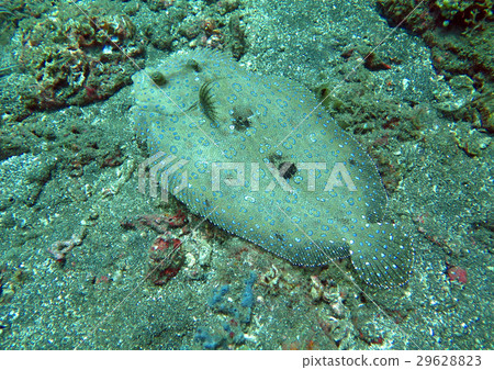 Flowery flounder Bothus mancus it is lying  29628823