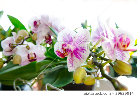 迷你Phalahedron蘭花粉紅色 迷你Phalahedron蘭花粉紅色 29629014