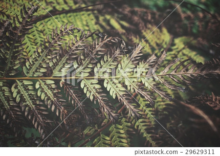 Fern leaves 29629311