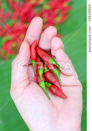 Red hot chili peppers Red hot chili peppers 29629804