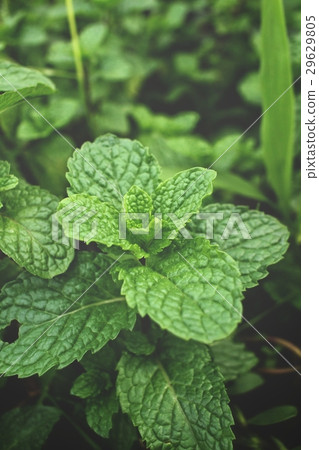 Pepper mint leaves Pepper mint leaves 29629805