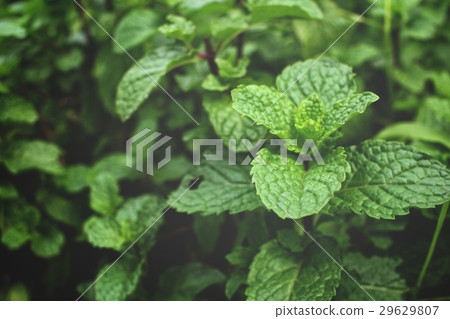 Pepper mint leaves 29629807