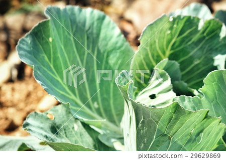 Cabbage Cabbage 29629869