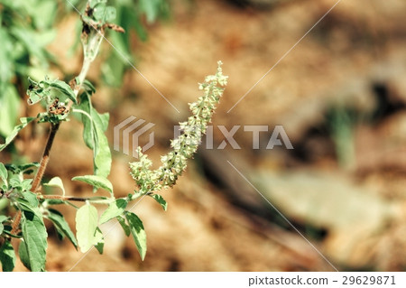 Basil Basil 29629871