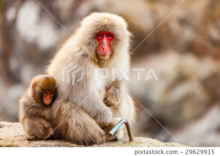 red face Monkey in a natural onsen 29629915