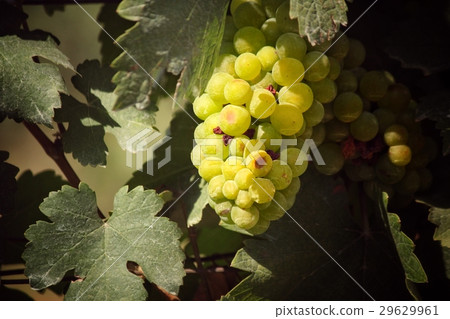 Grapes in vineyard 29629961