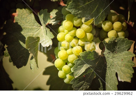 Grapes in vineyard 29629962