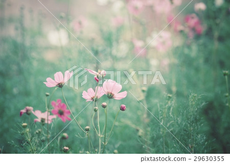Pink cosmos flowers 29630355