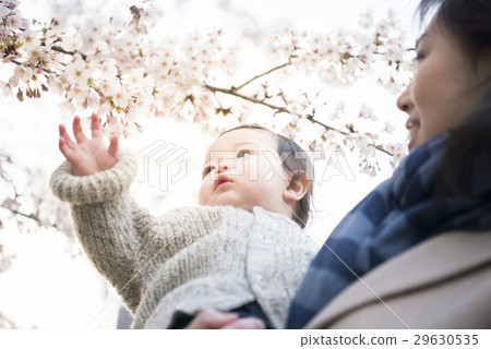 我第一次出生時，看到了櫻花，看著我母親 29630535