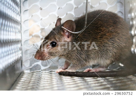 Rat in a mouse trap. 29630752