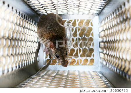 Rat in a mouse trap 29630753
