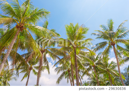 Green coconut palms against blue sunny sky Green coconut palms against blue sunny sky 29630836