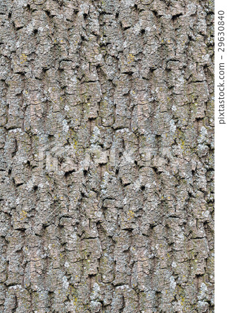 Seamless old oak tree bark texture. Seamless old oak tree bark texture. 29630840