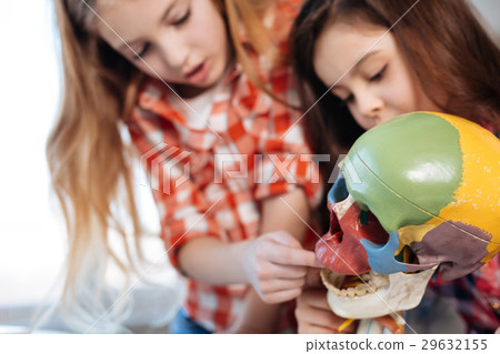 Fearless charming ladies touching a plastic skull Fearless charming ladies touching a plastic skull 29632155