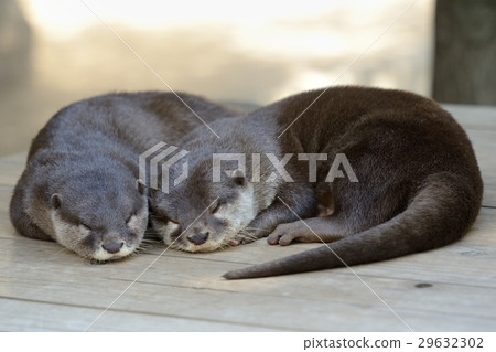 Small-clawed otter Small-clawed otter 29632302