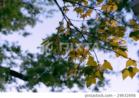 楓葉 北投 29632698