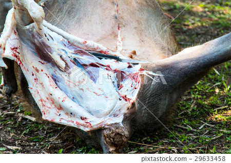 Necropsy cow disease diagnosis 29633458