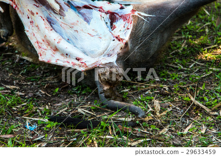 Necropsy cow disease diagnosis 29633459
