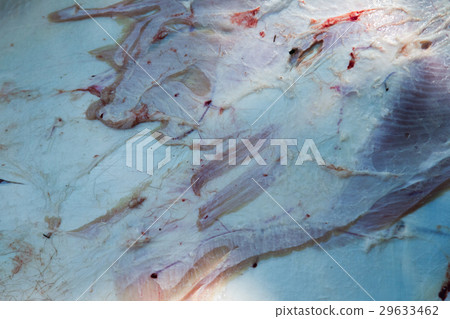 Necropsy cow disease diagnosis Necropsy cow disease diagnosis 29633462