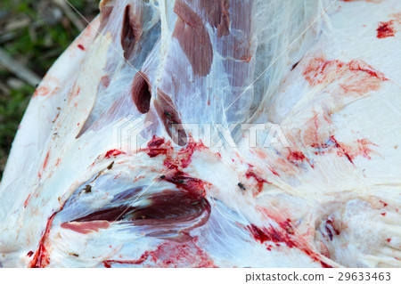 Necropsy cow disease diagnosis 29633463
