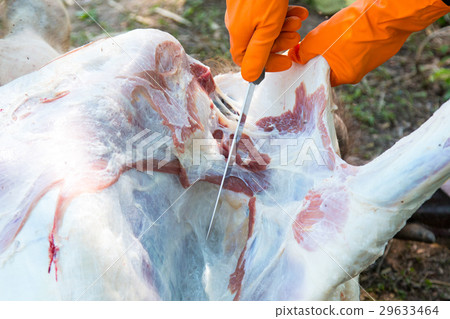 Necropsy cow disease diagnosis Necropsy cow disease diagnosis 29633464