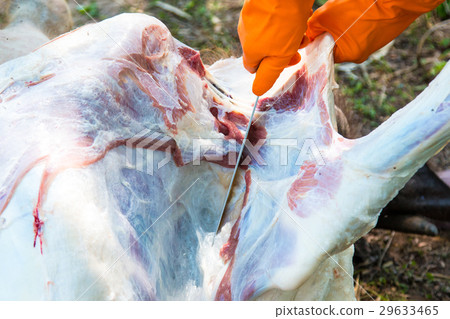 Necropsy cow disease diagnosis Necropsy cow disease diagnosis 29633465