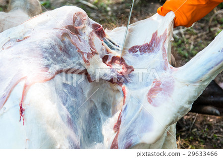 Necropsy cow disease diagnosis Necropsy cow disease diagnosis 29633466