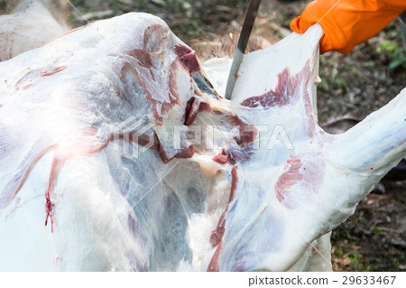 Necropsy cow disease diagnosis 29633467