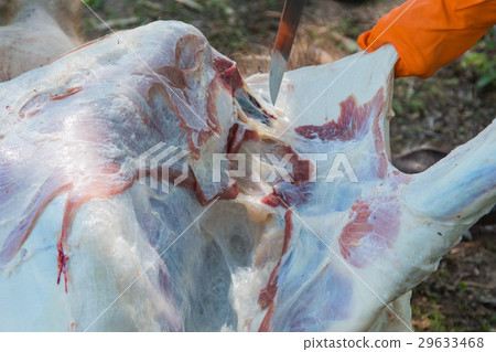 Necropsy cow disease diagnosis Necropsy cow disease diagnosis 29633468