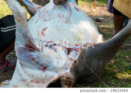Necropsy cow disease diagnosis Necropsy cow disease diagnosis 29633469