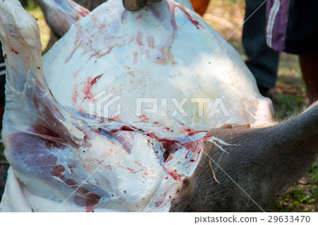 Necropsy cow disease diagnosis Necropsy cow disease diagnosis 29633470