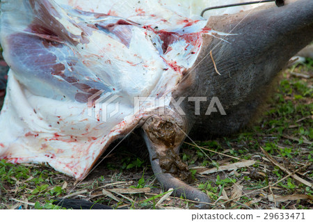 Necropsy cow disease diagnosis Necropsy cow disease diagnosis 29633471