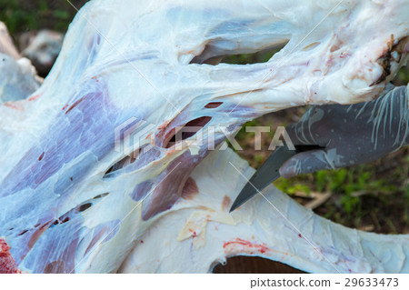 Necropsy cow disease diagnosis Necropsy cow disease diagnosis 29633473