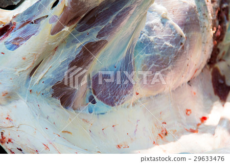 Necropsy cow disease diagnosis Necropsy cow disease diagnosis 29633476