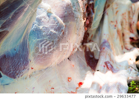 Necropsy cow disease diagnosis 29633477