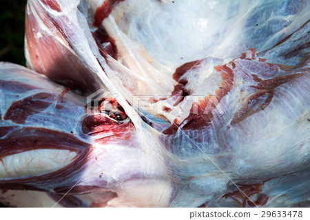 Necropsy cow disease diagnosis Necropsy cow disease diagnosis 29633478