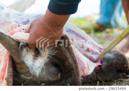 Necropsy cow disease diagnosis Necropsy cow disease diagnosis 29633484