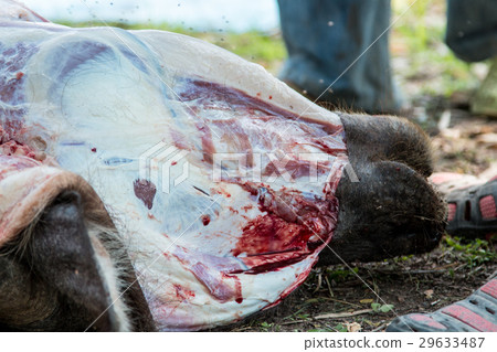 Necropsy cow disease diagnosis Necropsy cow disease diagnosis 29633487