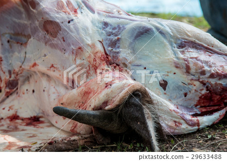 Necropsy cow disease diagnosis Necropsy cow disease diagnosis 29633488