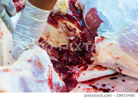 Necropsy cow disease diagnosis 29633490