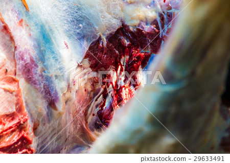 Necropsy cow disease diagnosis Necropsy cow disease diagnosis 29633491
