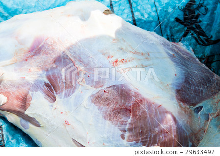 Necropsy cow disease diagnosis Necropsy cow disease diagnosis 29633492