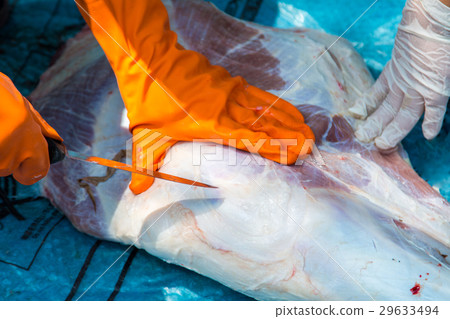 Necropsy cow disease diagnosis Necropsy cow disease diagnosis 29633494