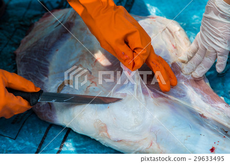 Necropsy cow disease diagnosis 29633495