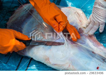 Necropsy cow disease diagnosis Necropsy cow disease diagnosis 29633496