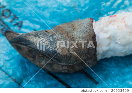 Necropsy cow disease diagnosis Necropsy cow disease diagnosis 29633499
