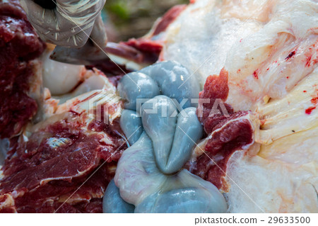 Necropsy cow disease diagnosis Necropsy cow disease diagnosis 29633500