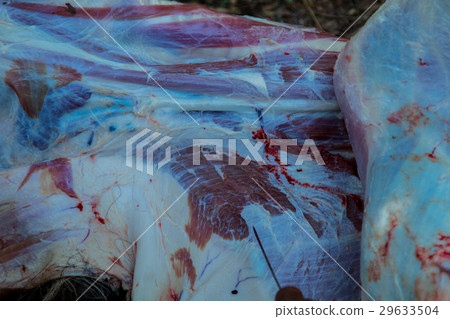 Necropsy cow disease diagnosis 29633504