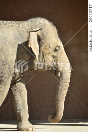 elephant  29633717